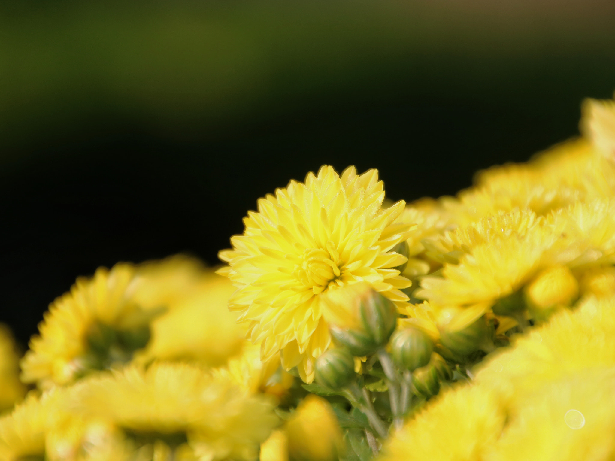 Canon EOS 750D (EOS Rebel T6i / EOS Kiss X8i) sample photo. Yellow chrysanthemums photography