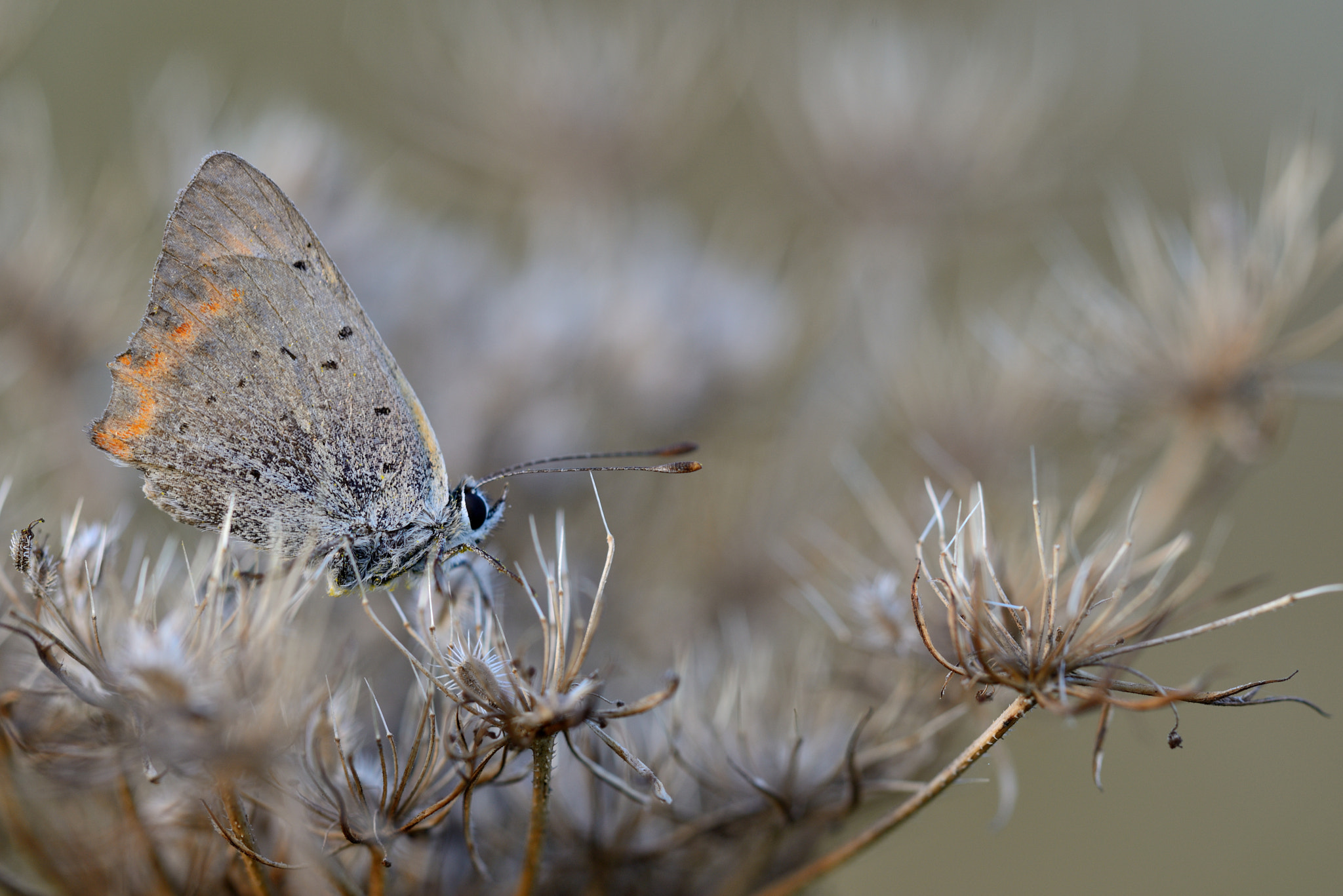 Nikon D800 + Nikon AF Micro-Nikkor 200mm F4D ED-IF sample photo. Kleiner feuerfalter photography