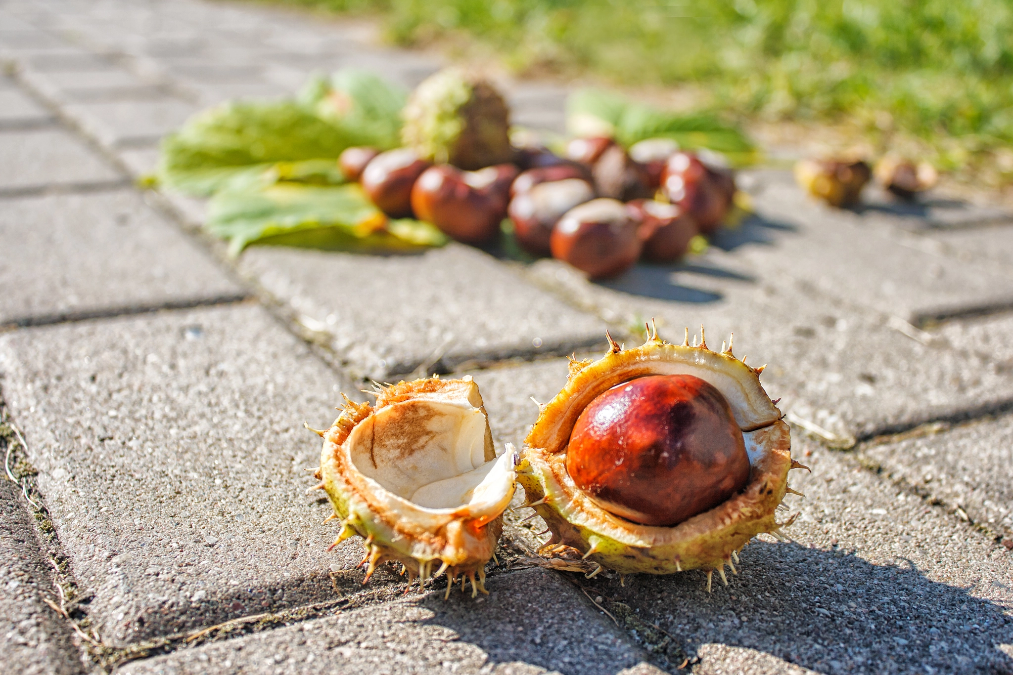 Canon EOS 400D (EOS Digital Rebel XTi / EOS Kiss Digital X) sample photo. Chestnuts on the pavement photography
