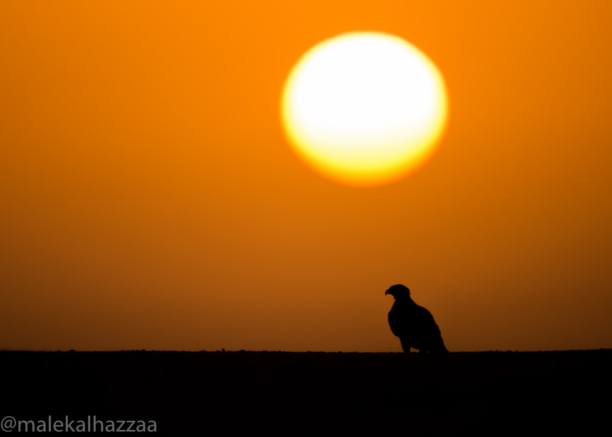 Nikon AF-S Nikkor 600mm F4E FL ED VR sample photo. Sunrise photography