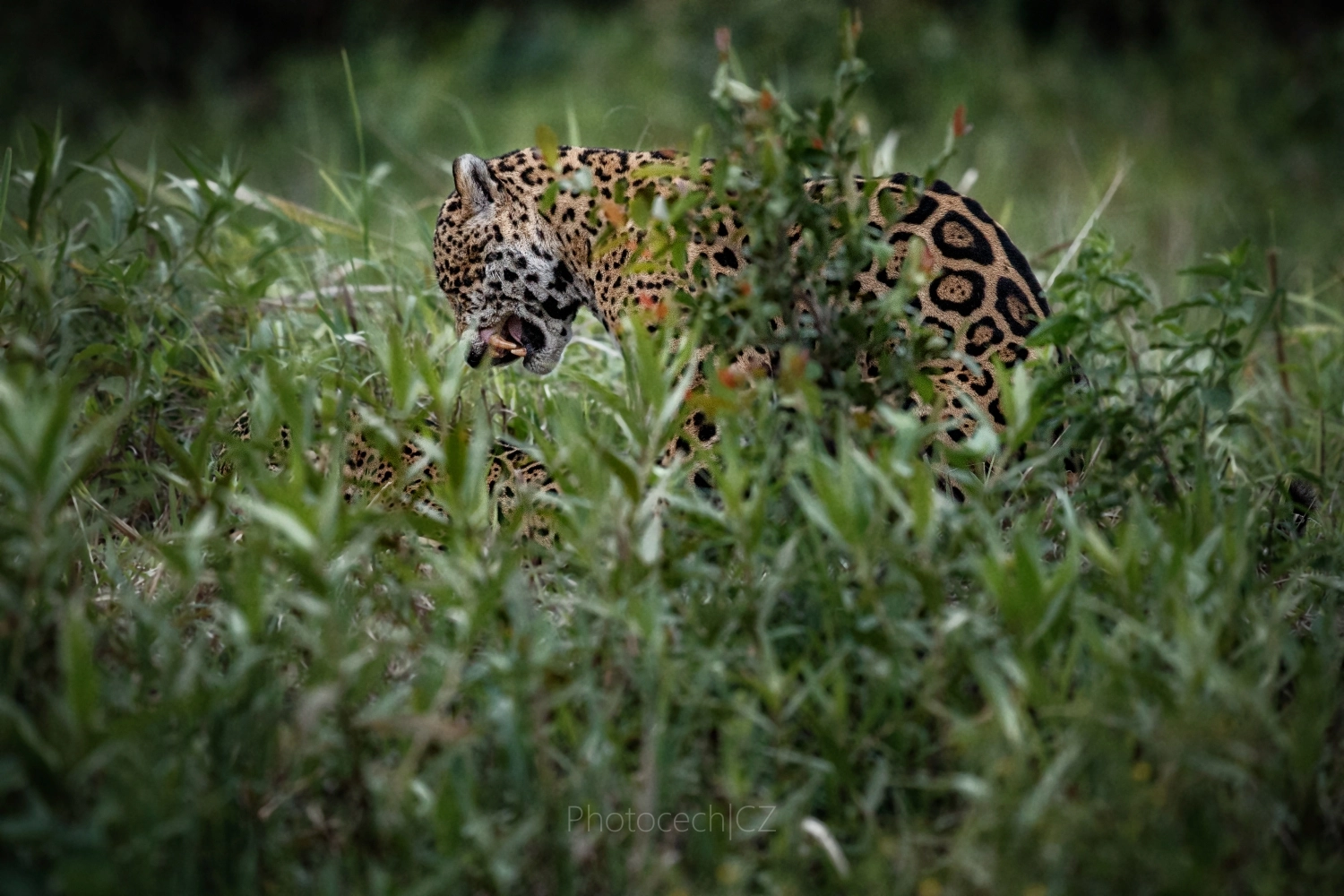Canon EF 300mm F2.8L IS II USM sample photo. Power of love photography
