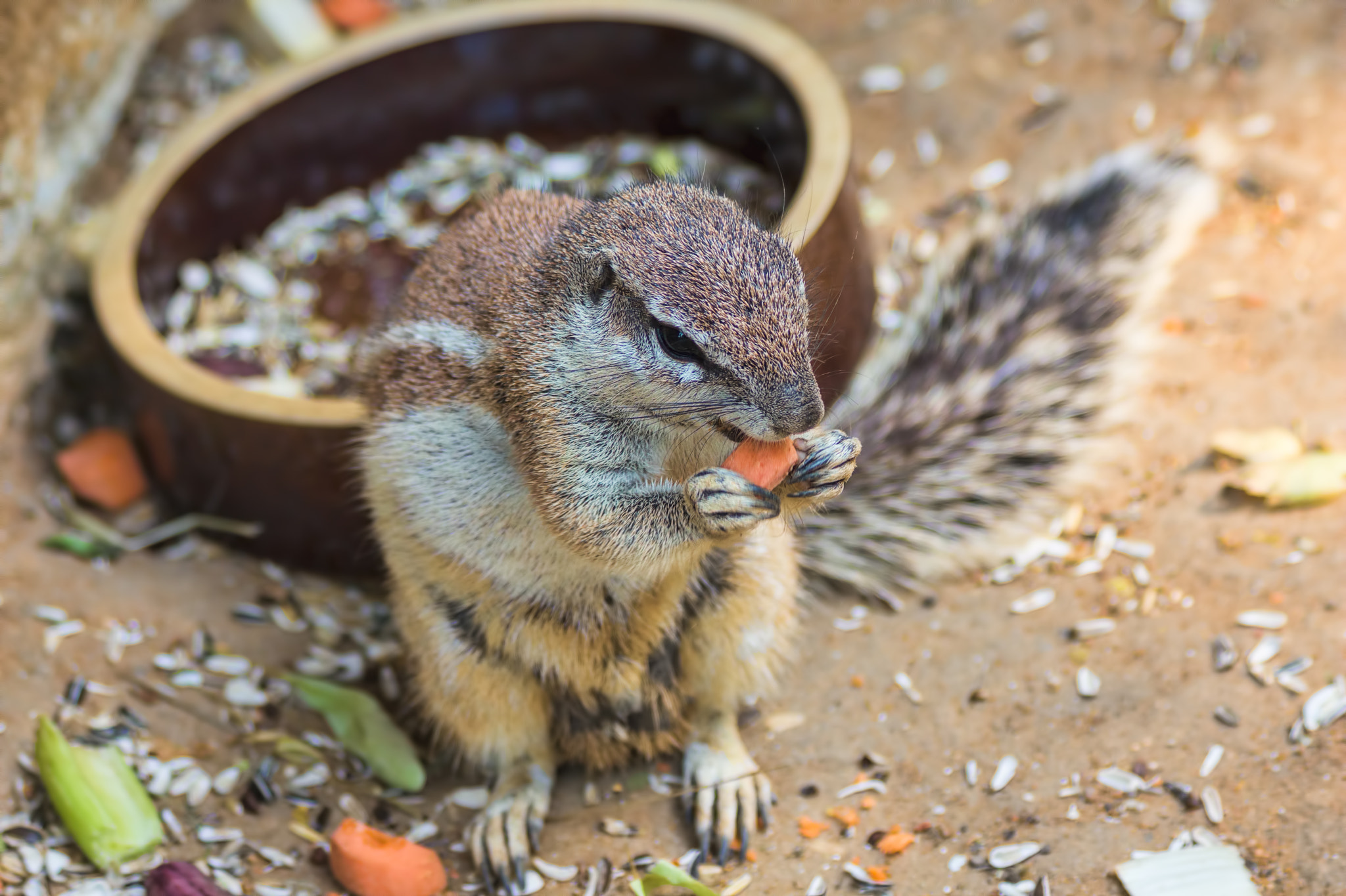 Canon EF 75-300mm F4.0-5.6 IS USM sample photo. Squirrel eating carrot photography
