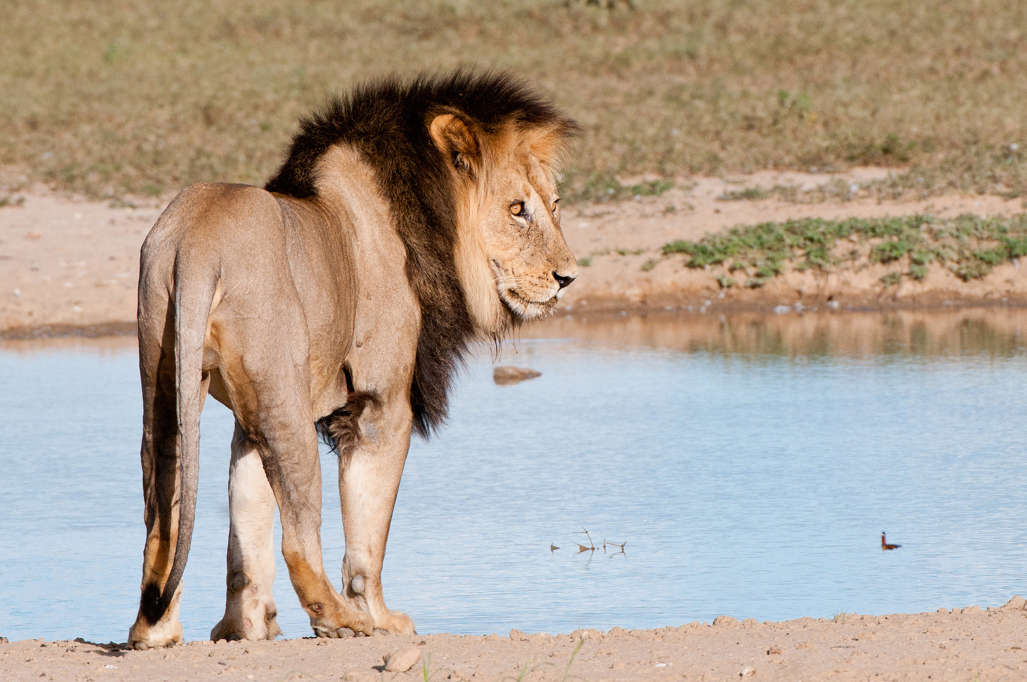 Nikon D300 + Nikon AF-S Nikkor 200-400mm F4G ED-IF VR sample photo. Kalahari lion photography