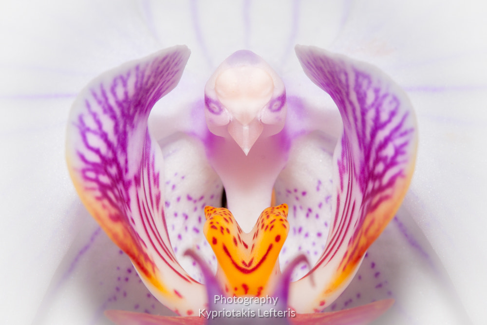 Canon EF 100mm F2.8 Macro USM sample photo. Orchid bird photography