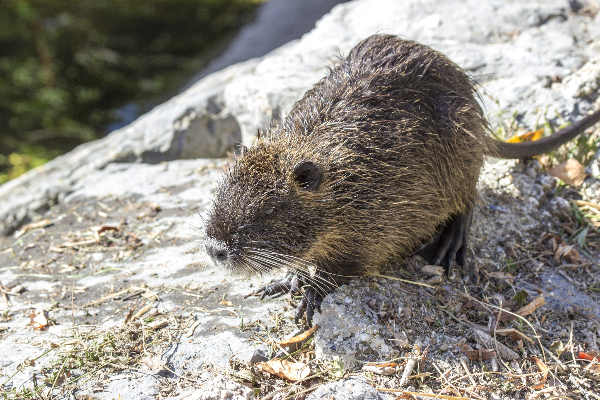 Canon EF 100-400mm F4.5-5.6L IS USM sample photo. Otter walking on coast photography