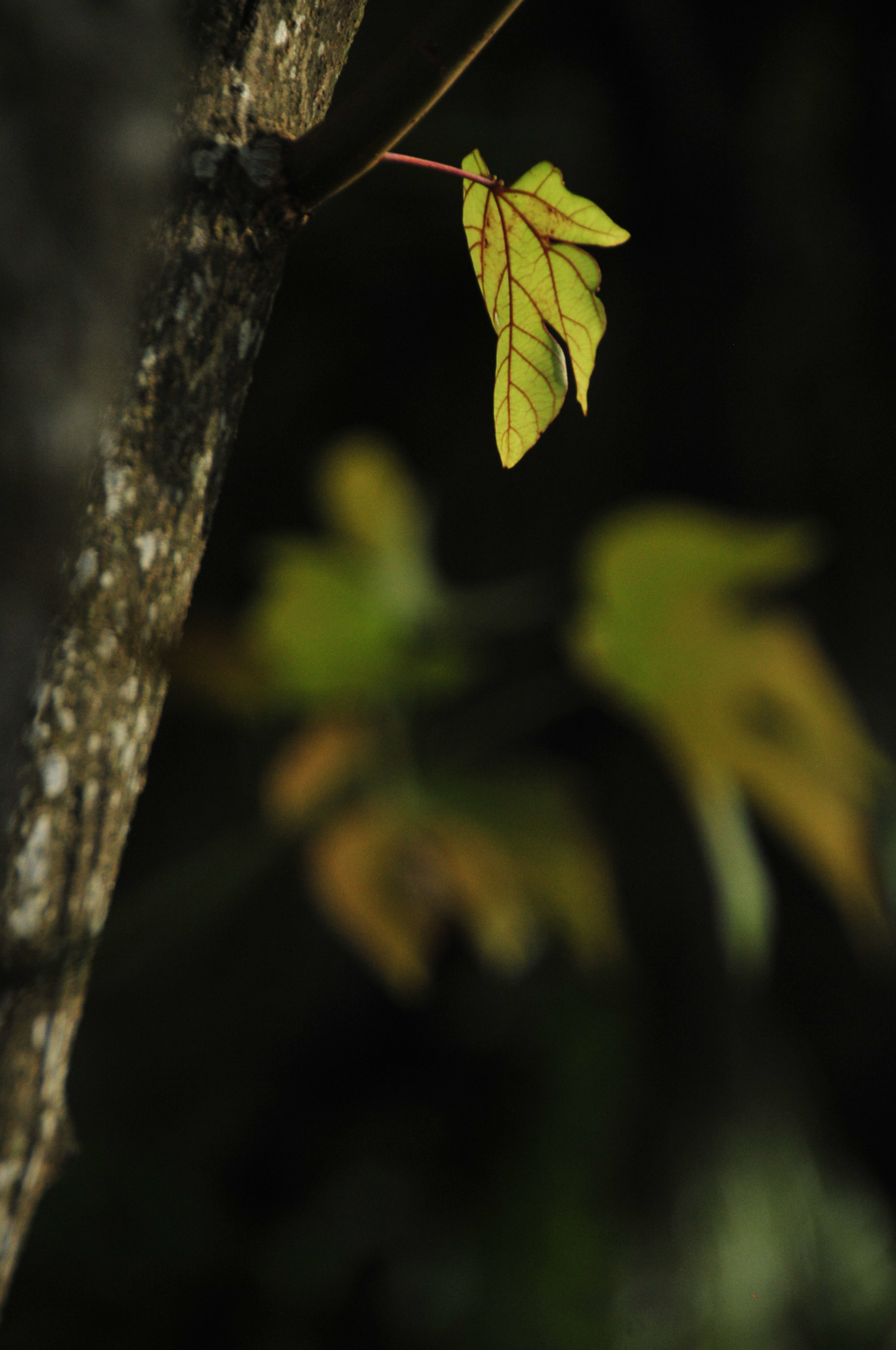Nikon D3 sample photo. .. photography