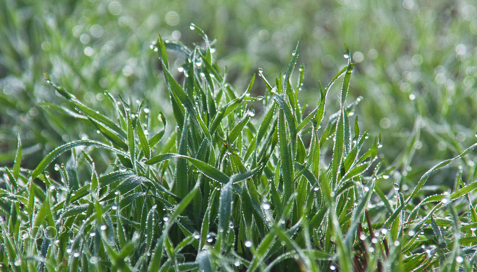 Canon EOS 450D (EOS Rebel XSi / EOS Kiss X2) sample photo. Gras im morgentau photography