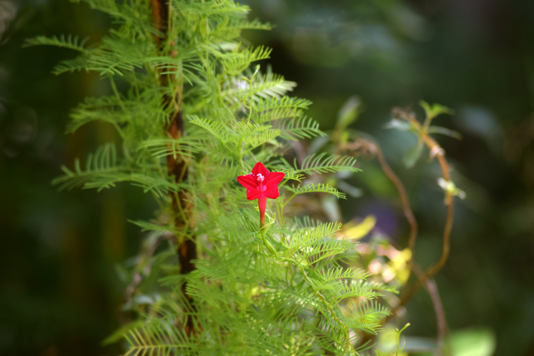 AF Zoom-Nikkor 24-50mm f/3.3-4.5 sample photo. Little star photography