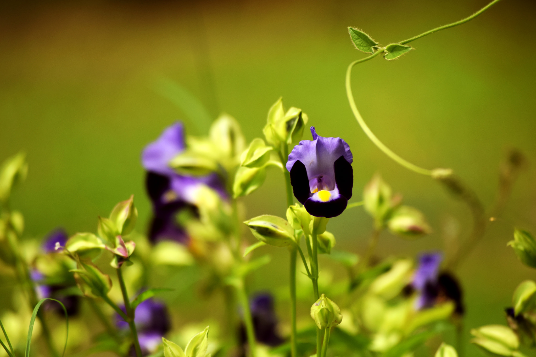 AF Zoom-Nikkor 75-300mm f/4.5-5.6 sample photo. Kerala flower photography