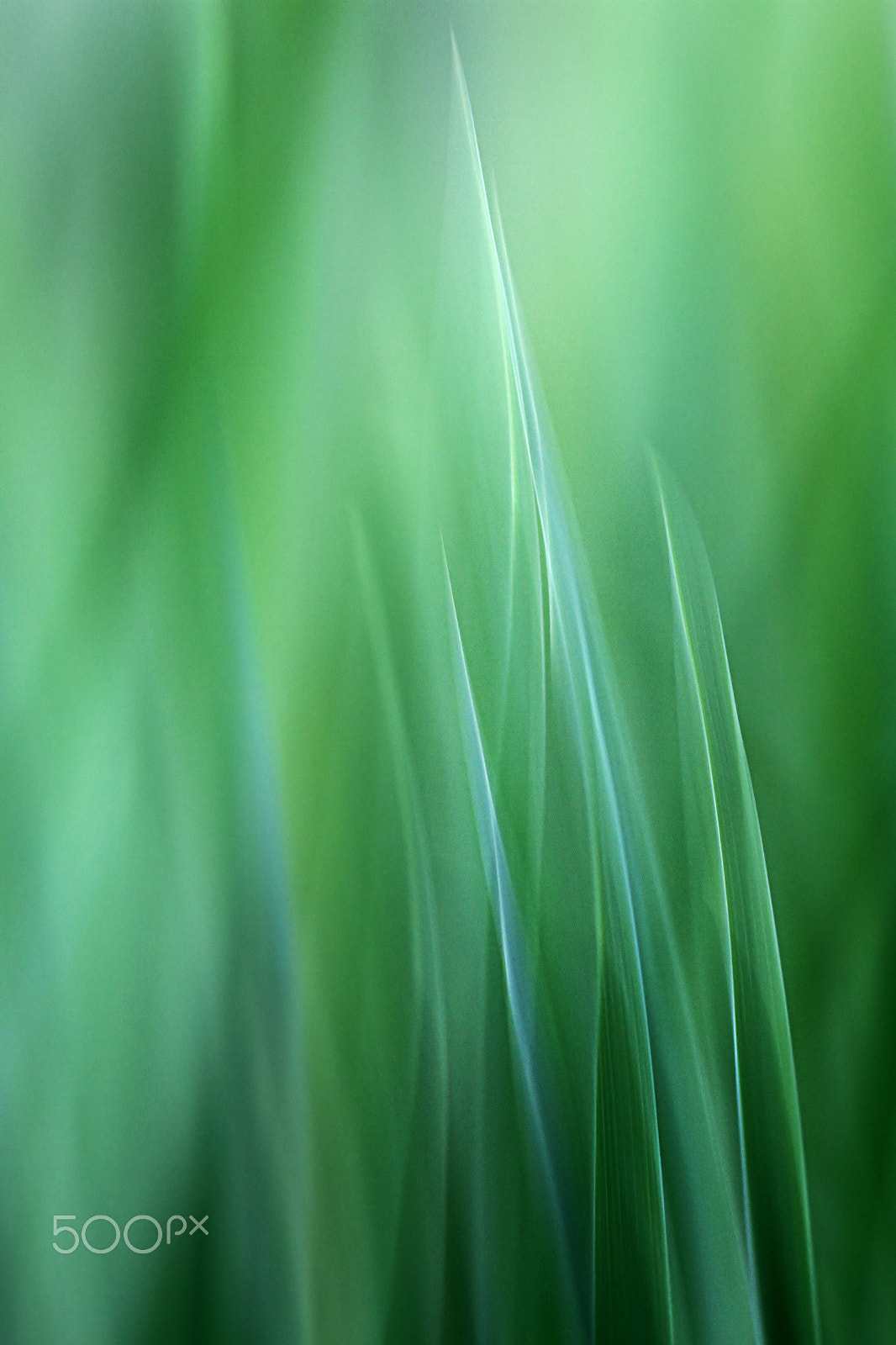 Canon EOS 7D + Canon EF 100mm F2.8L Macro IS USM sample photo. Just green moving upwards photography