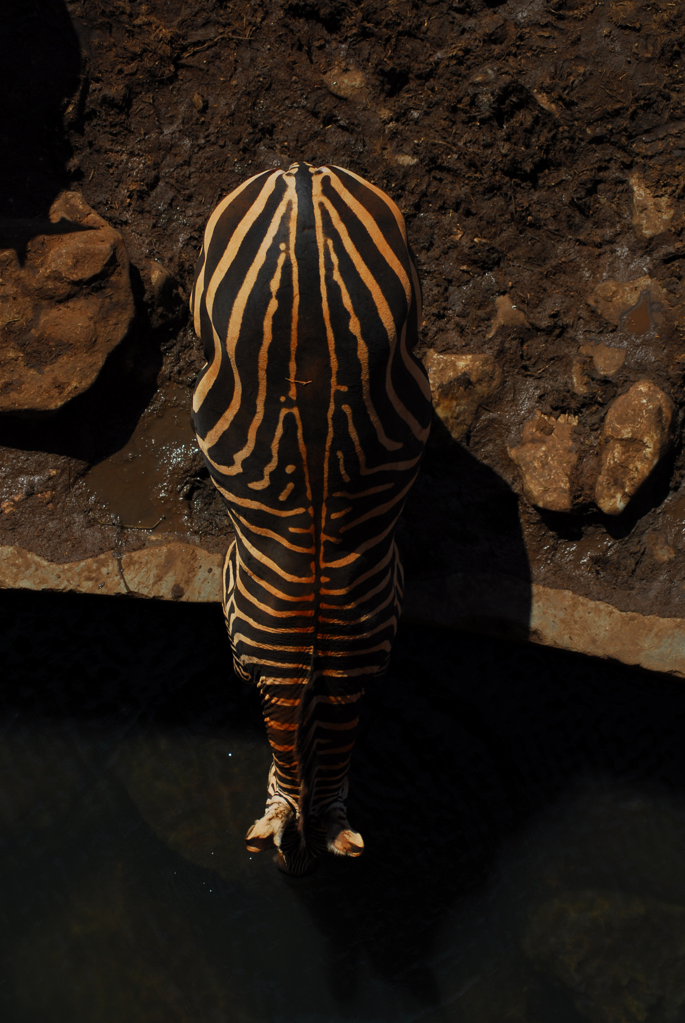 Nikon AF Nikkor 70-300mm F4-5.6G sample photo. Drinking zebra. photography