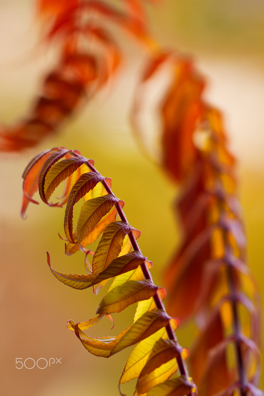 Canon EOS 7D + Canon EF 100mm F2.8L Macro IS USM sample photo. Autumn leaves mainly orange photography