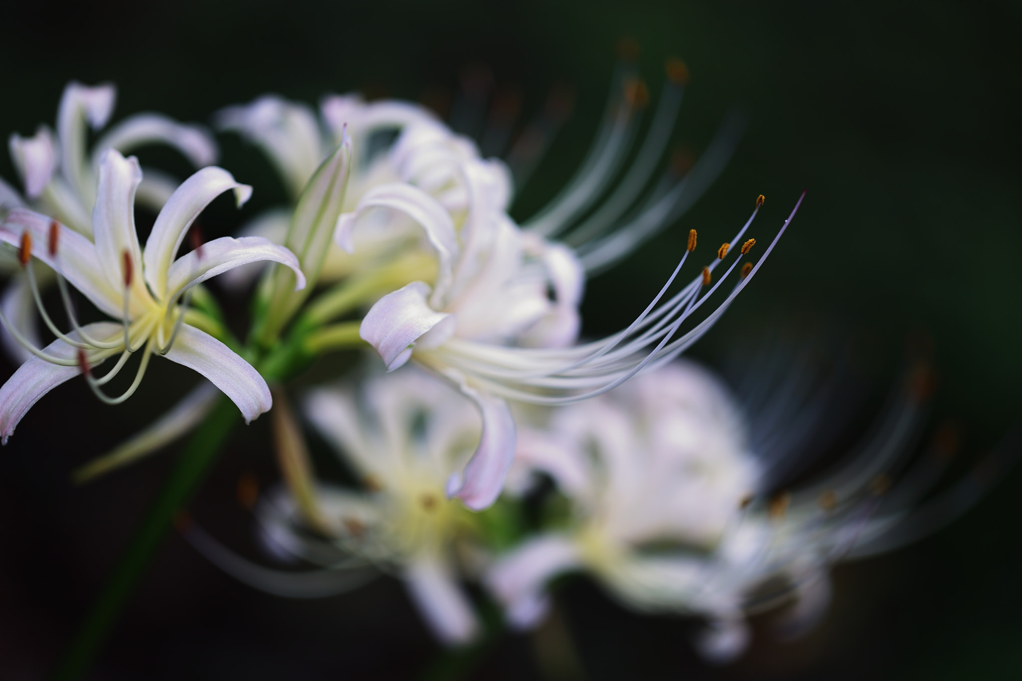 Canon EOS 6D + Canon EF 100mm F2.8L Macro IS USM sample photo. While spider lily photography
