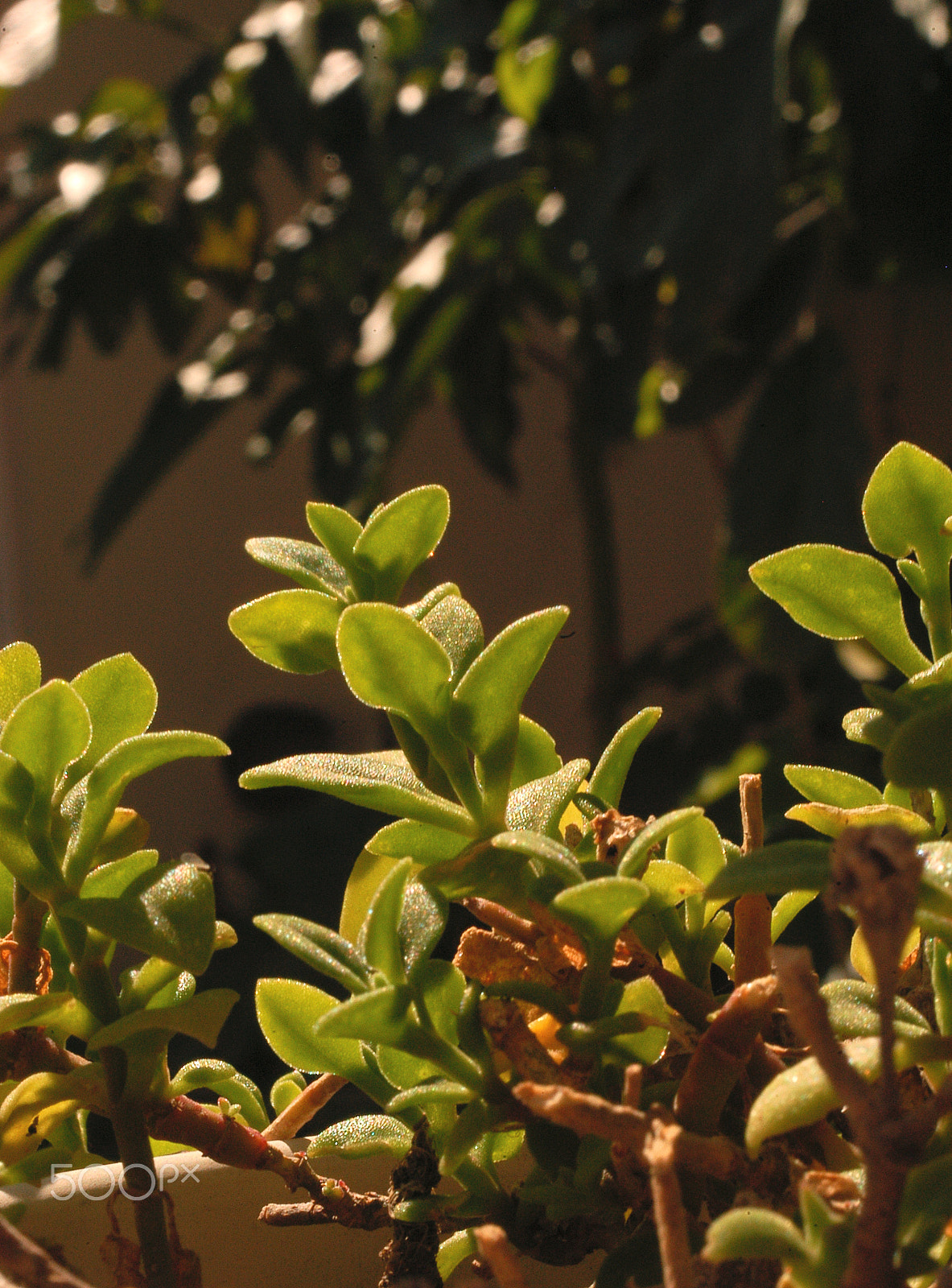 Nikon D100 sample photo. Plants photography