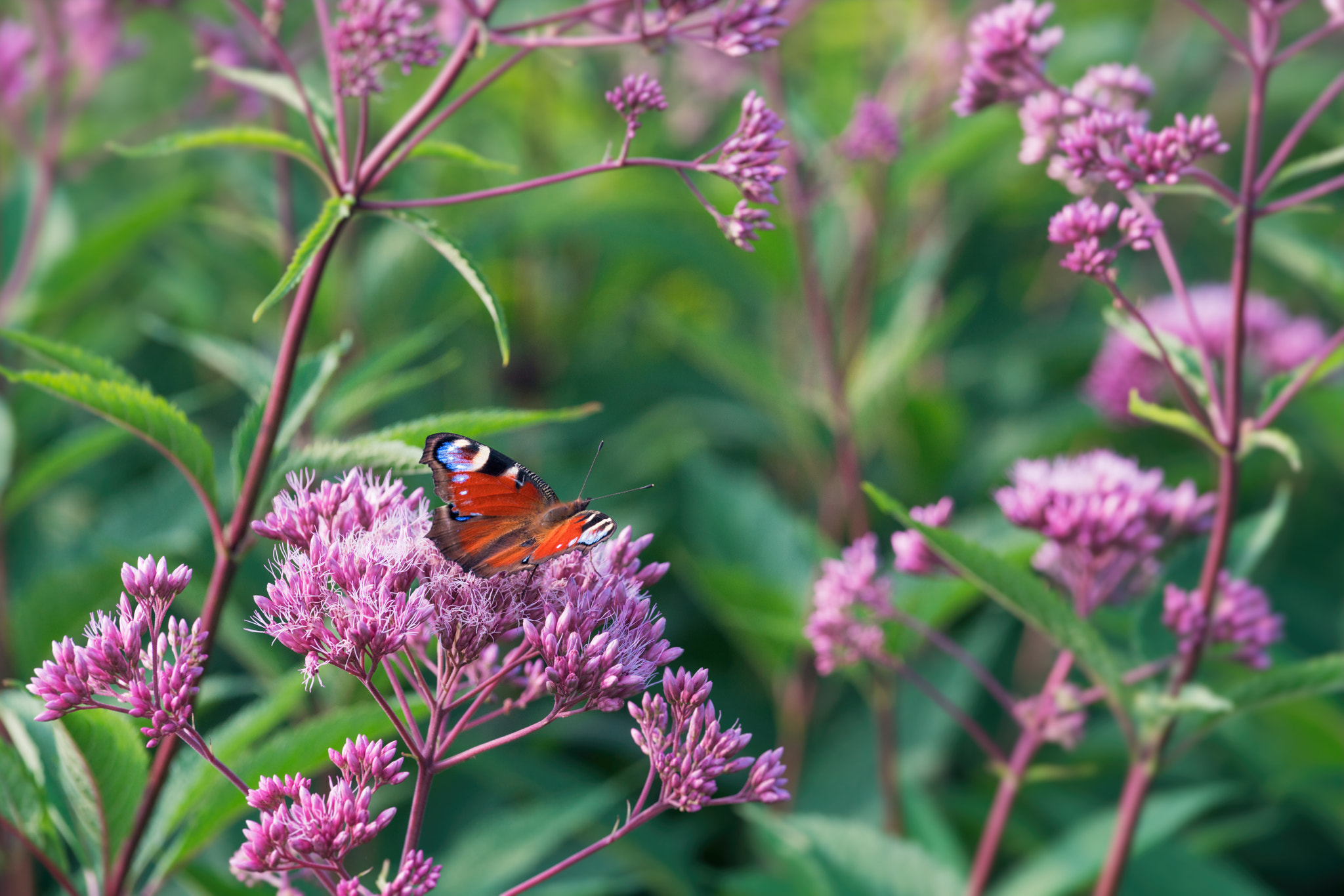 Sony a7R II + Canon EF 70-200mm F4L IS USM sample photo. Butterfly photography