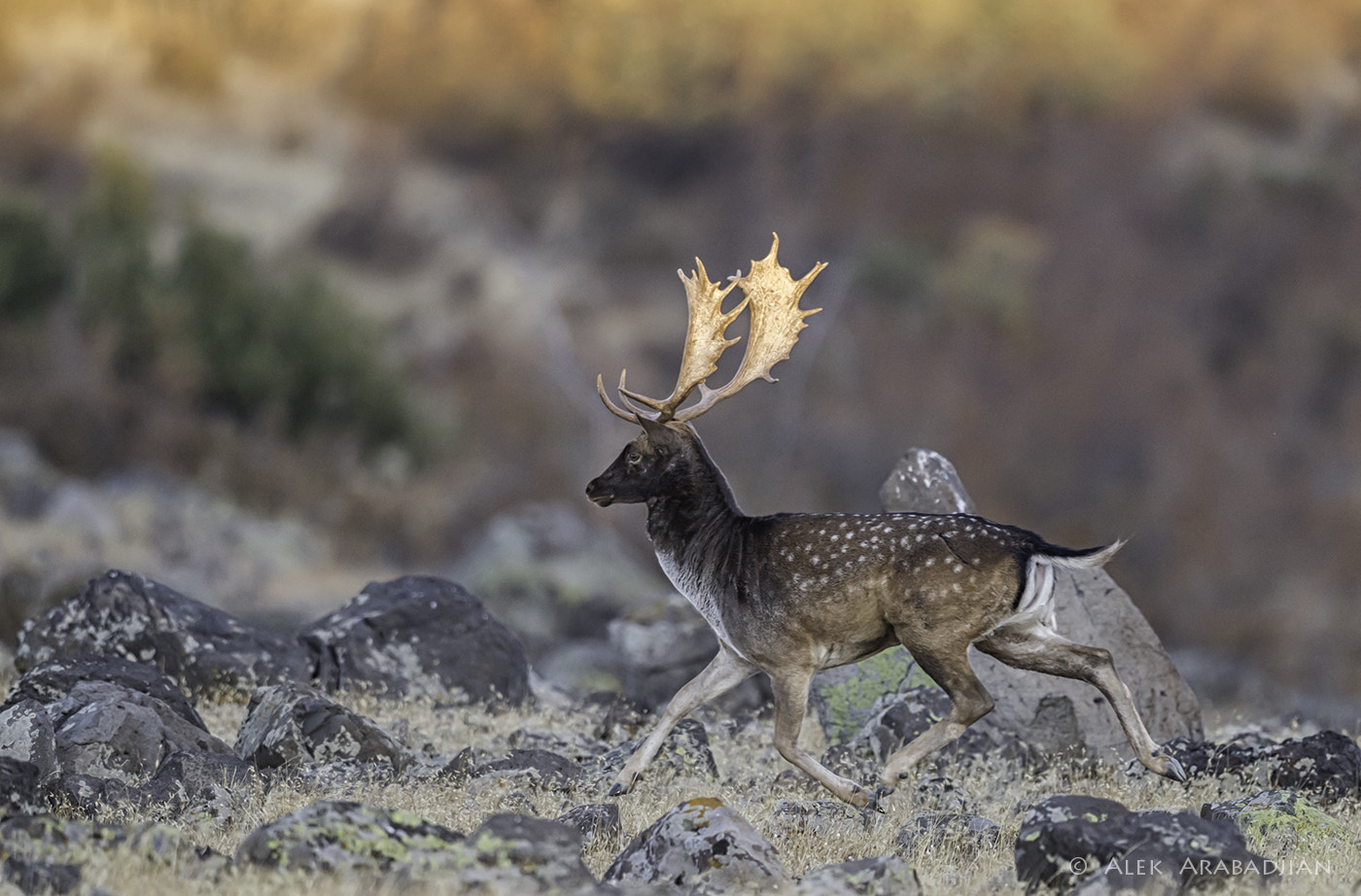 Nikon D5 sample photo. Golden antlers photography