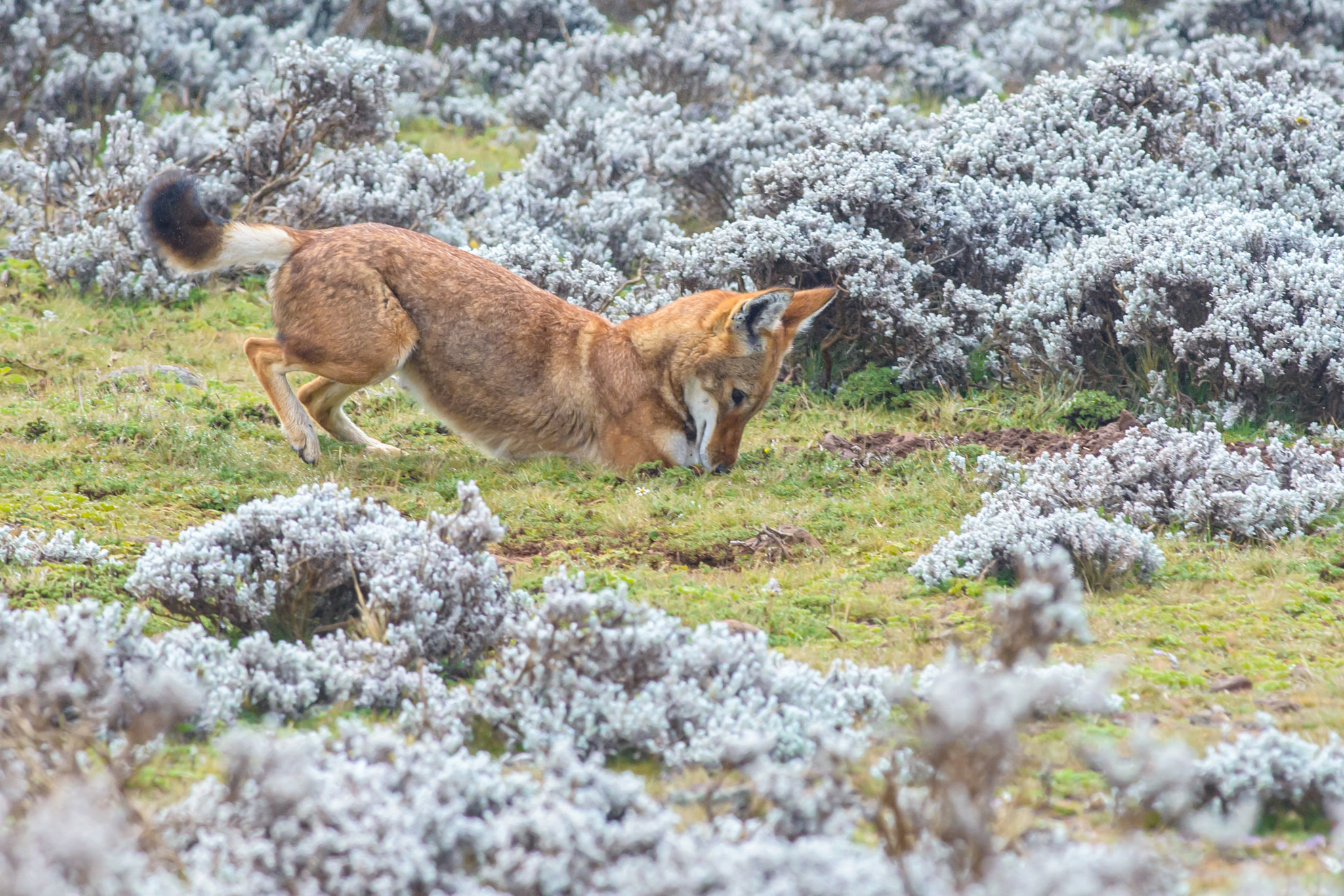 Nikon D800 sample photo. Ethiopian wolf hunting voles photography