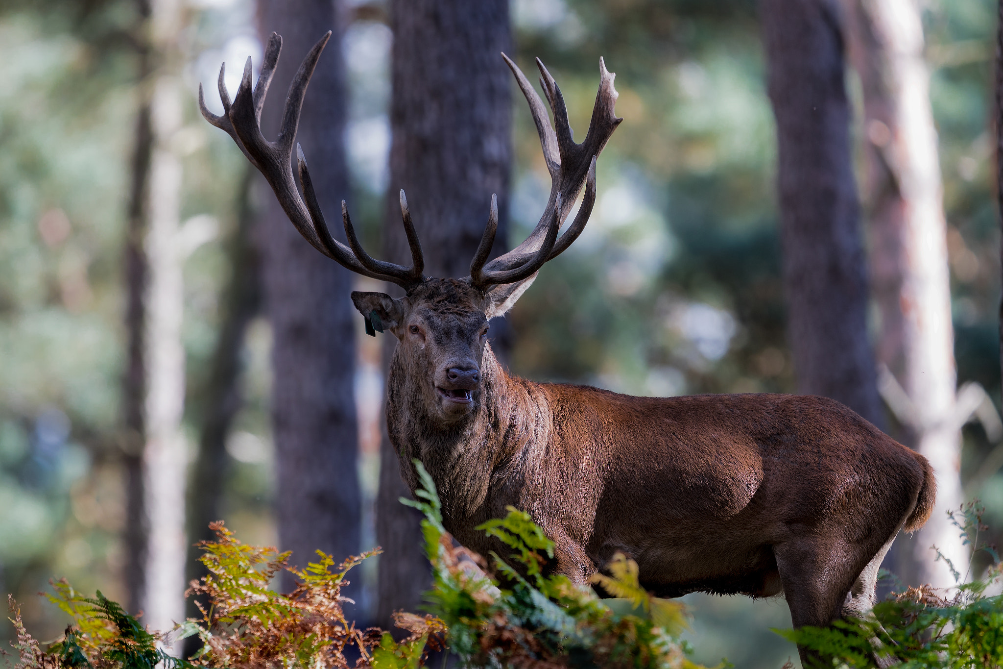 Canon EF 400mm F2.8L IS II USM sample photo. 12 finishes photography