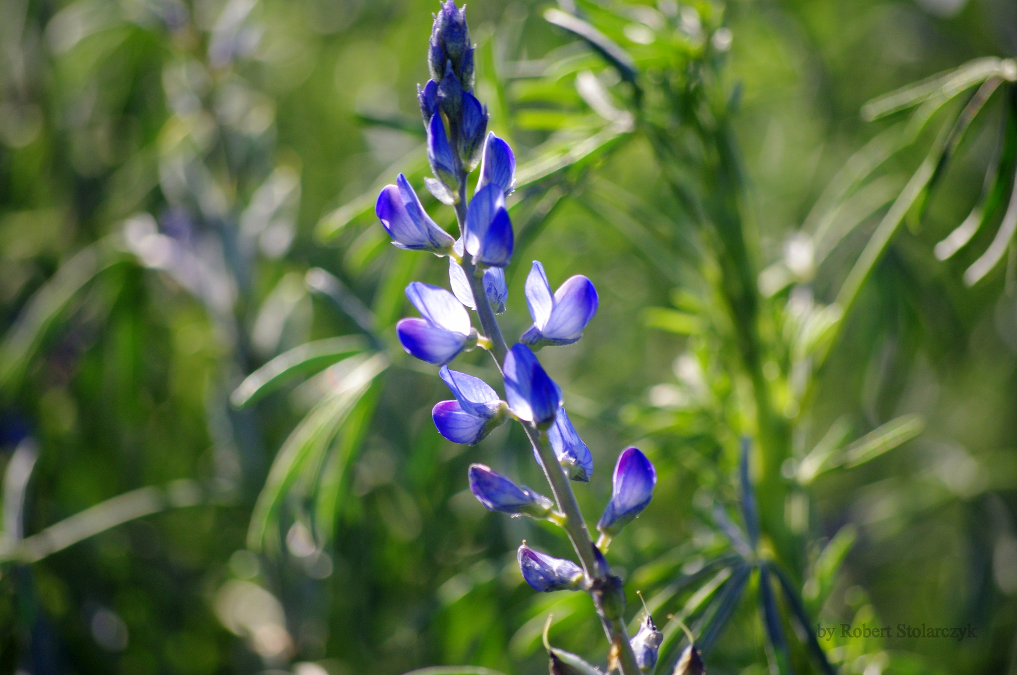 Pentax K-x sample photo. Lupinus angustifolius photography