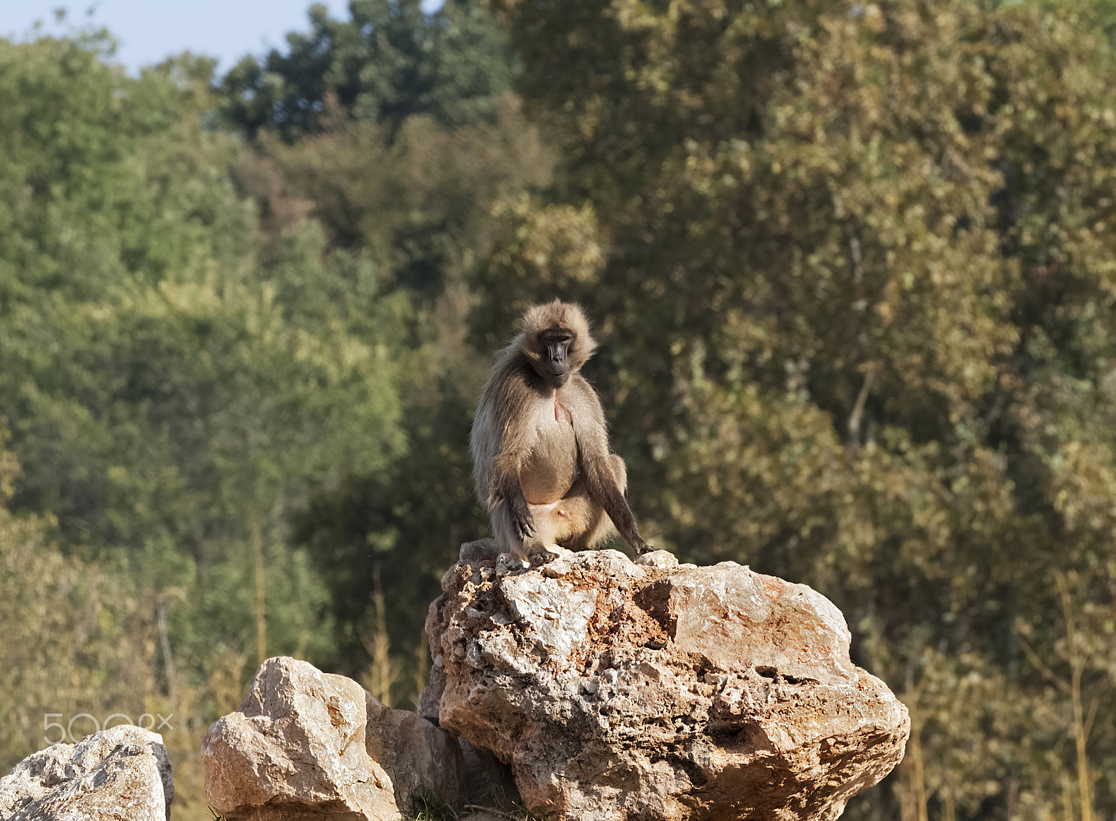 Canon EOS 500D (EOS Rebel T1i / EOS Kiss X3) sample photo. Gelada baboon photography