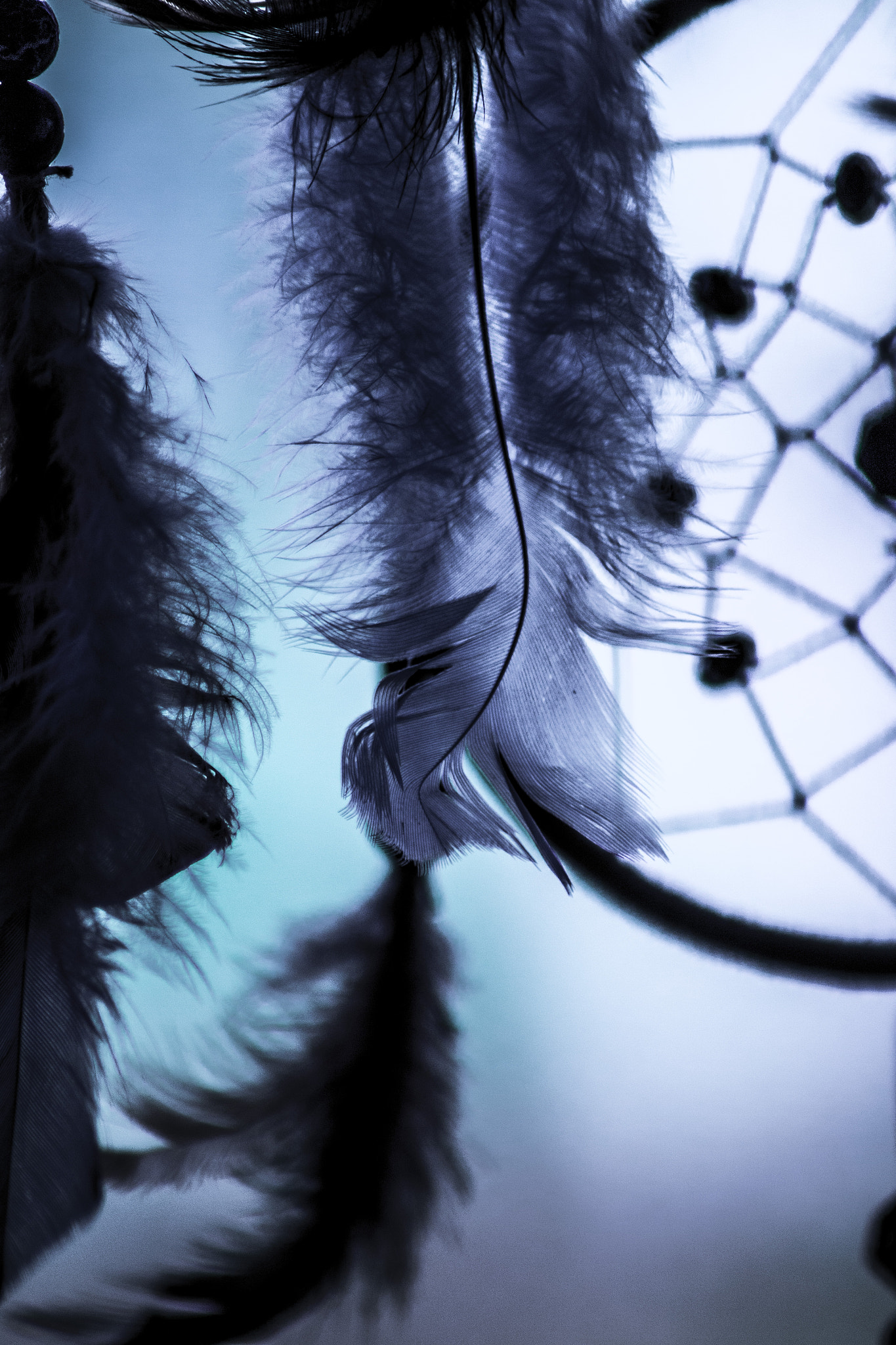 Canon EOS 500D (EOS Rebel T1i / EOS Kiss X3) sample photo. Blue feathers photography