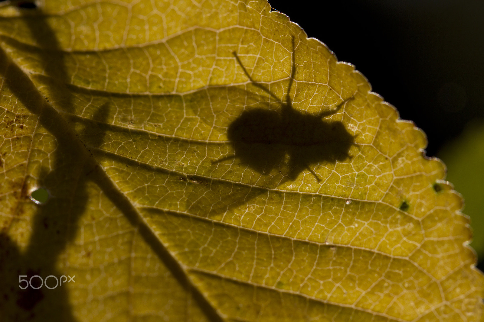 Canon EOS 7D sample photo. Herbstfliege photography