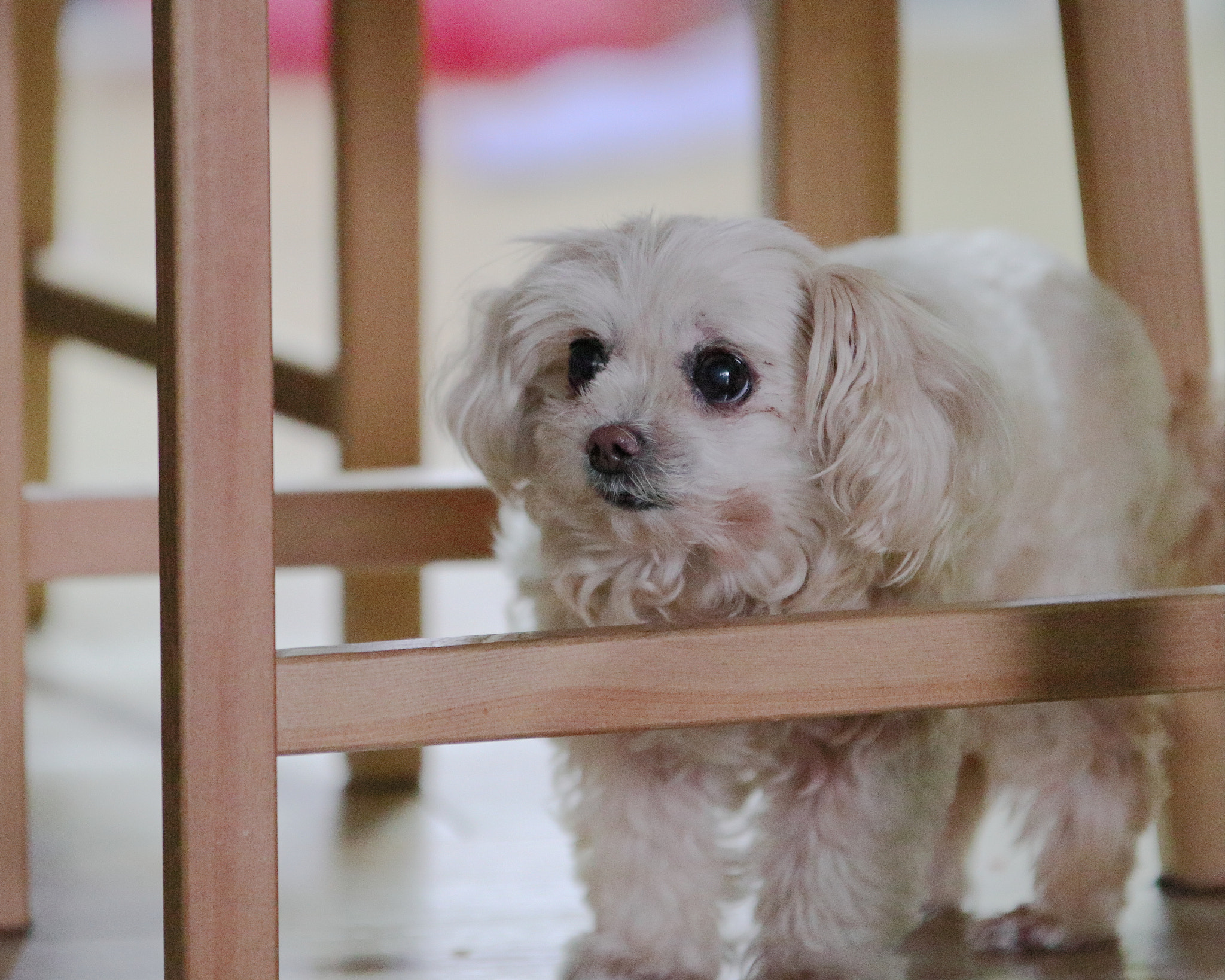 Sigma 70-200mm F2.8 EX DG OS HSM sample photo. Bori photography