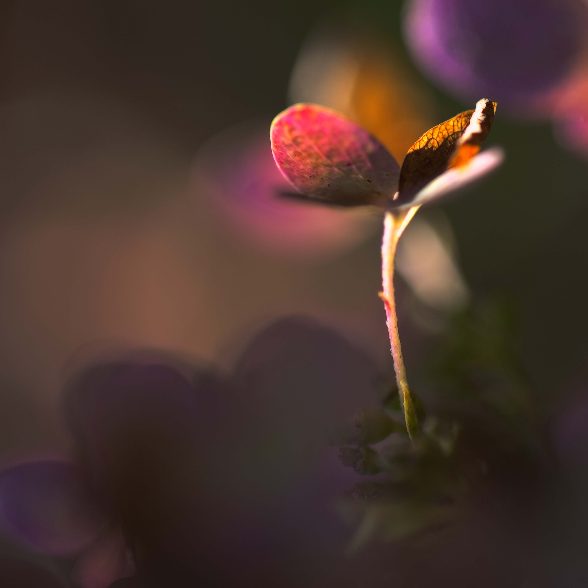 Nikon D3 sample photo