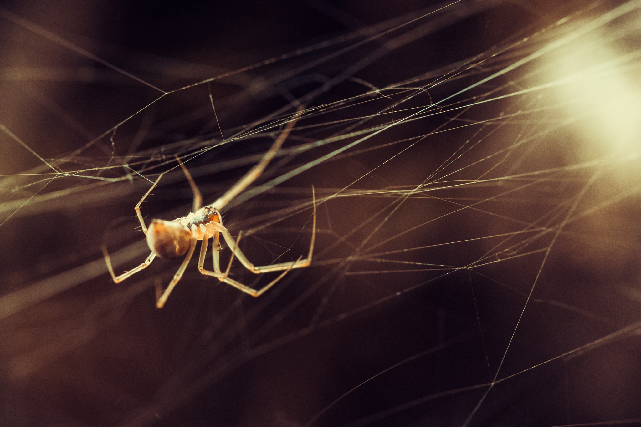Canon EOS 6D + Canon EF 100mm F2.8L Macro IS USM sample photo. Spiderweb photography