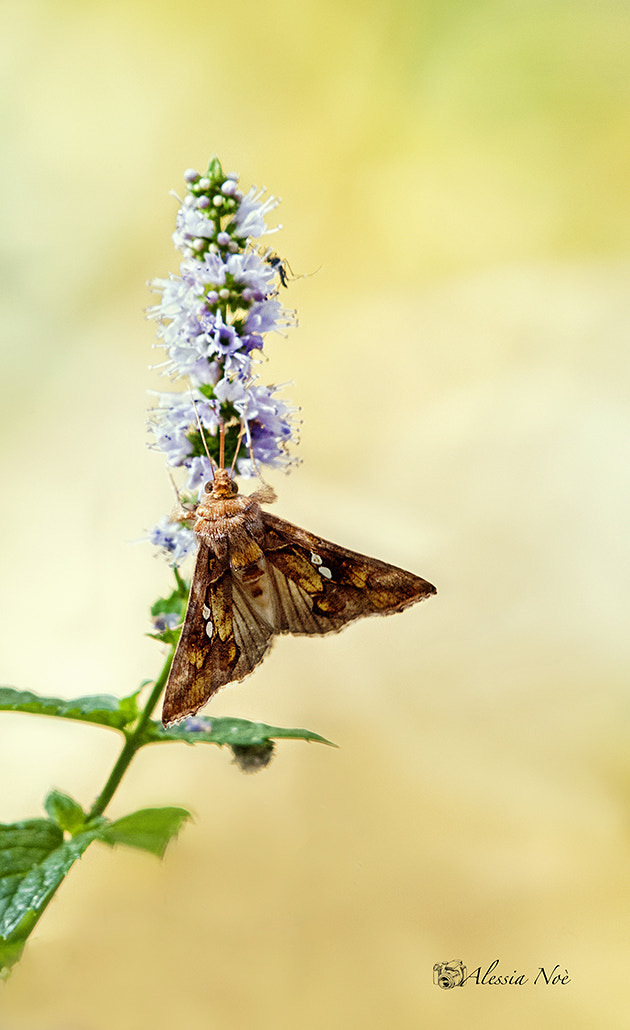 Nikon AF-S Nikkor 200-500mm F5.6E ED VR sample photo. So magic photography