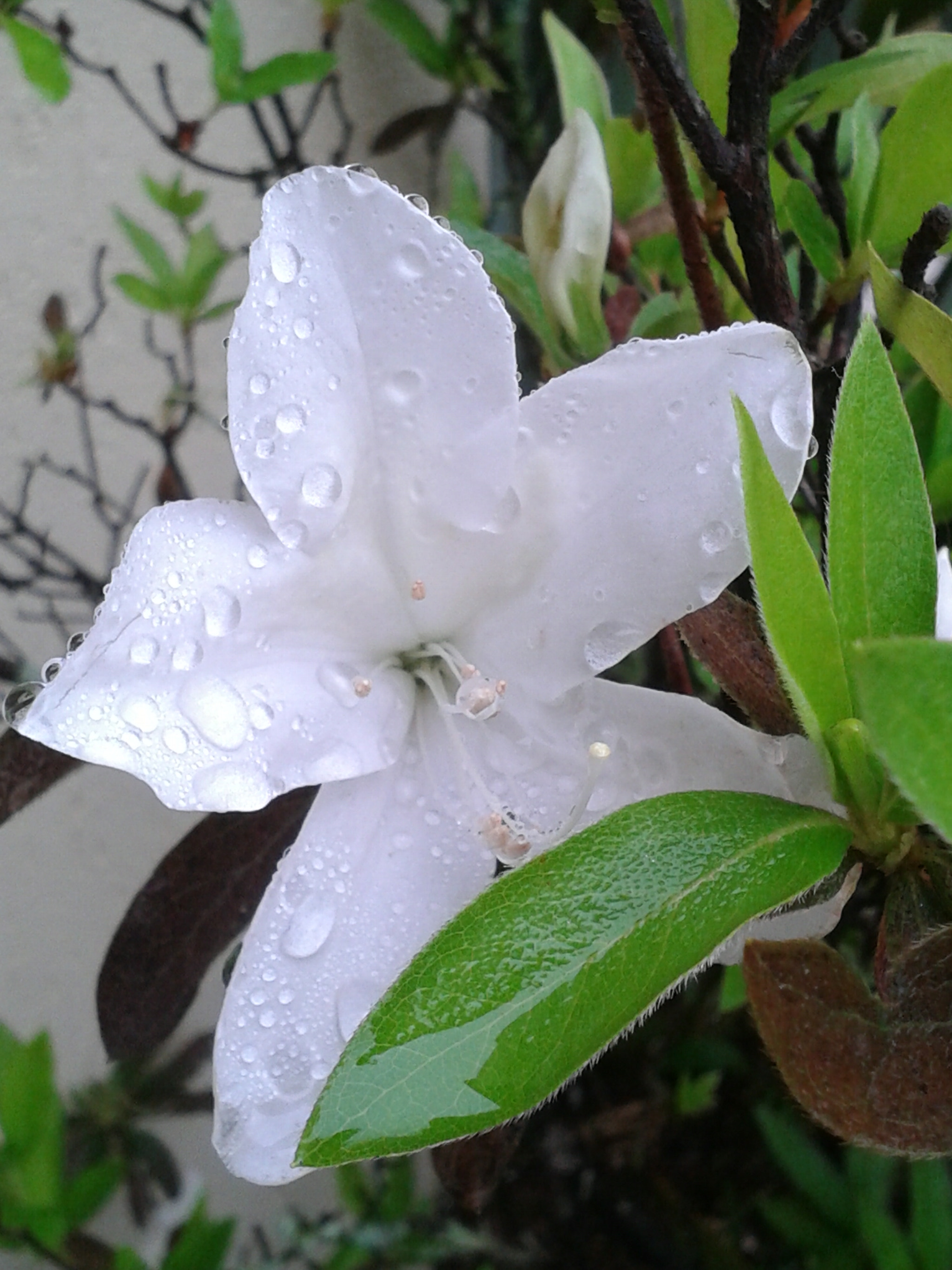 Samsung Galaxy Win sample photo. After the rain photography