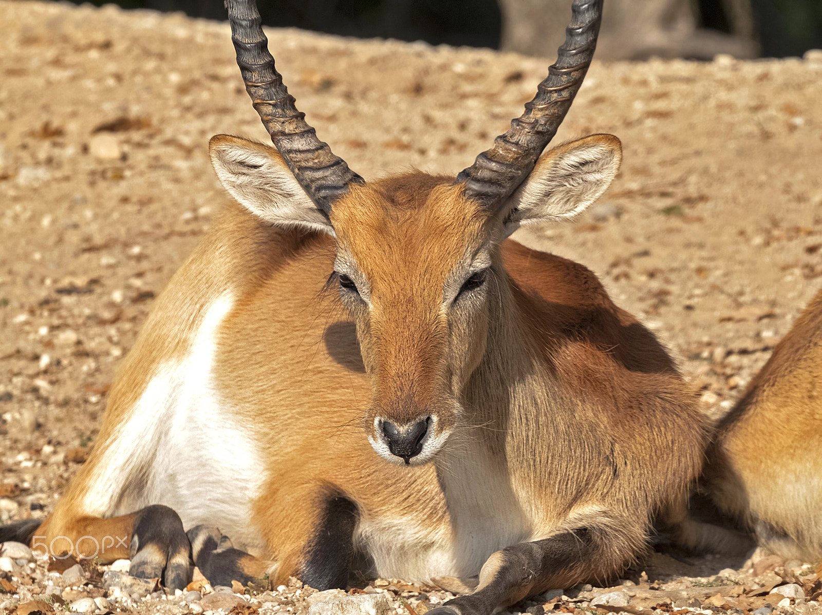 Canon EOS 500D (EOS Rebel T1i / EOS Kiss X3) sample photo. Waterbuck (kobus ellipsiprymnus) photography