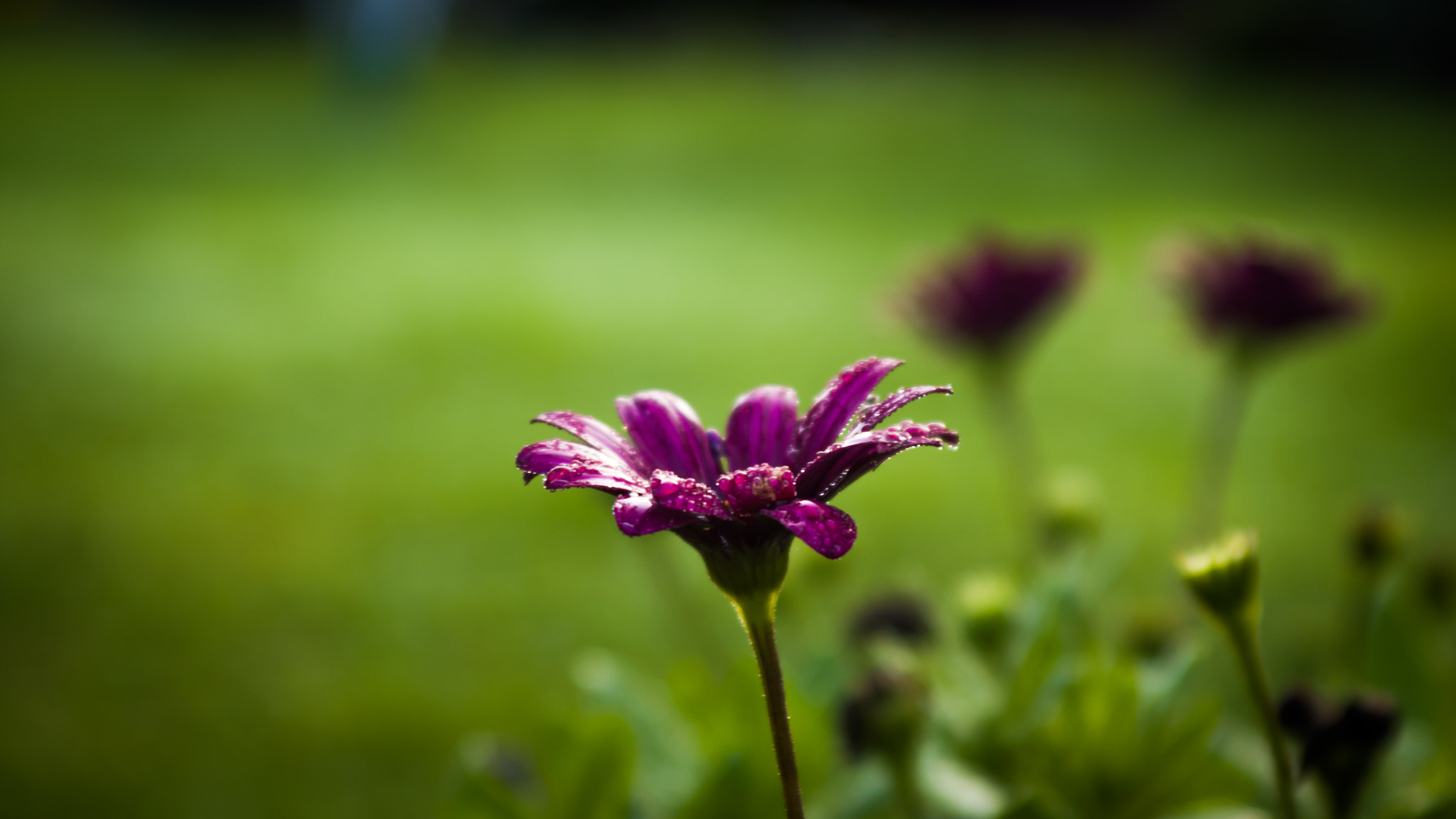 Nikon D50 + Sigma 28-70mm F3.5-4.5 UC sample photo. Wet flower photography