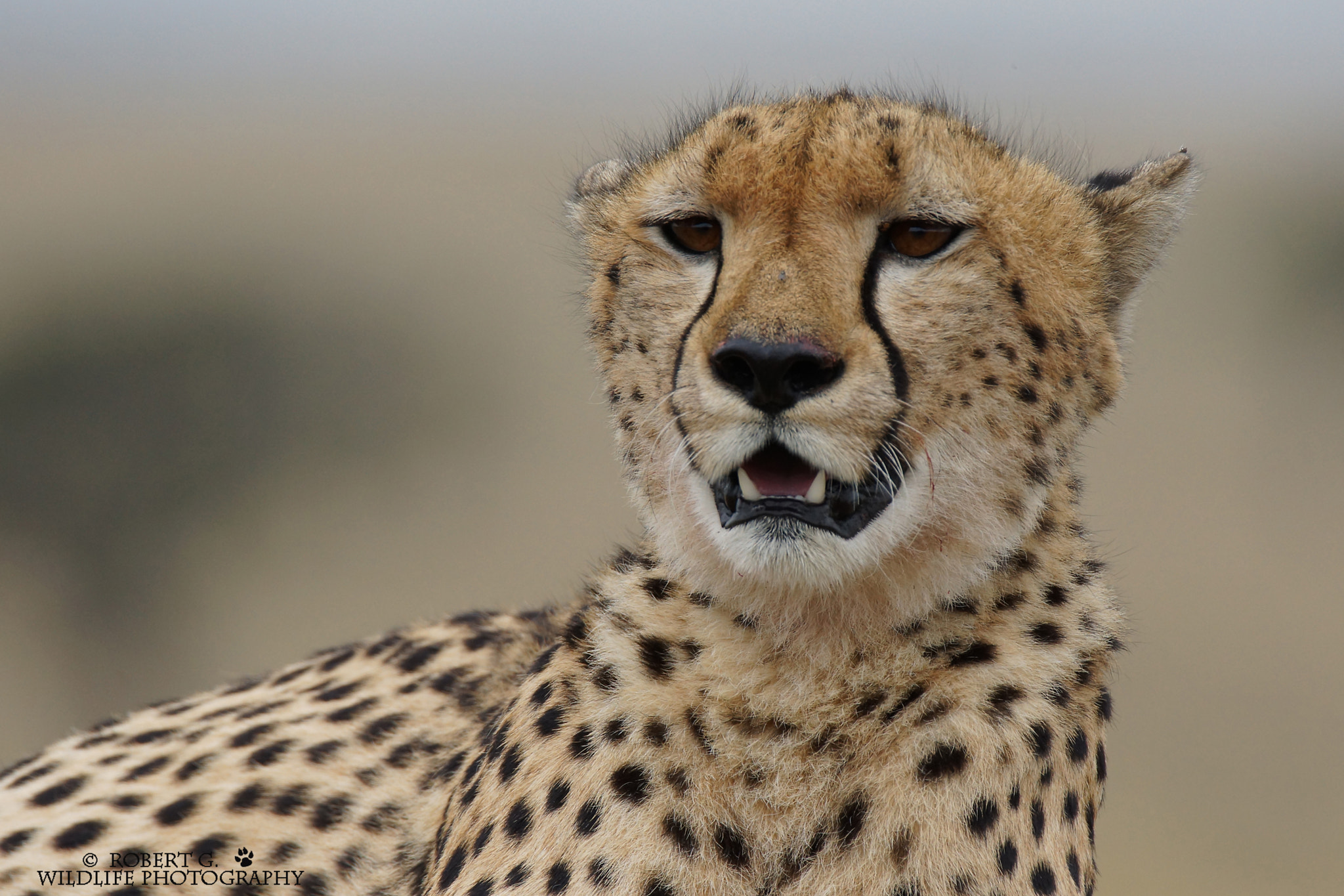 Sony SLT-A77 + Tamron SP 150-600mm F5-6.3 Di VC USD sample photo. Cheetah portrait masai mara 2016 photography