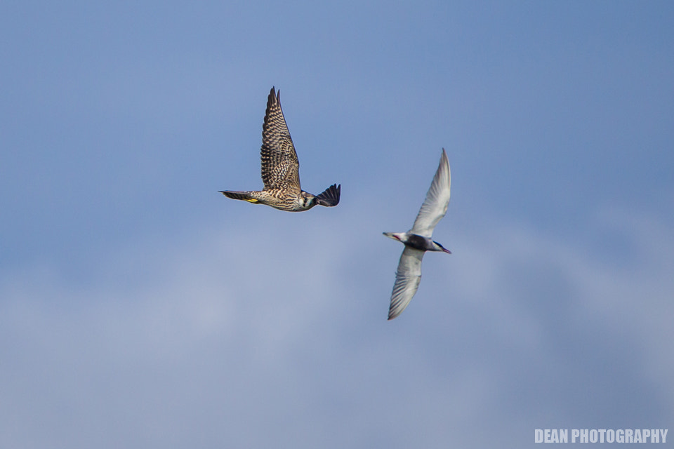 Canon EOS-1D Mark IV sample photo. Photo time photography