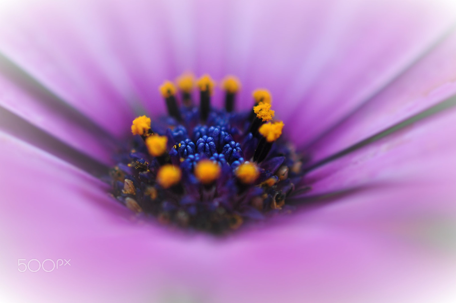 Nikon AF-S DX Micro Nikkor 40mm F2.8 sample photo. Osteospermum photography