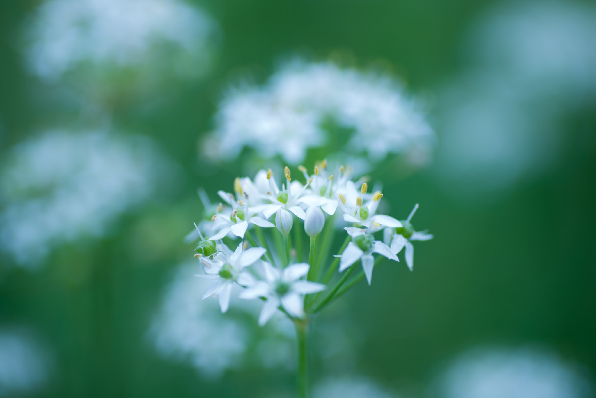 Nikon D600 sample photo. Flower photography