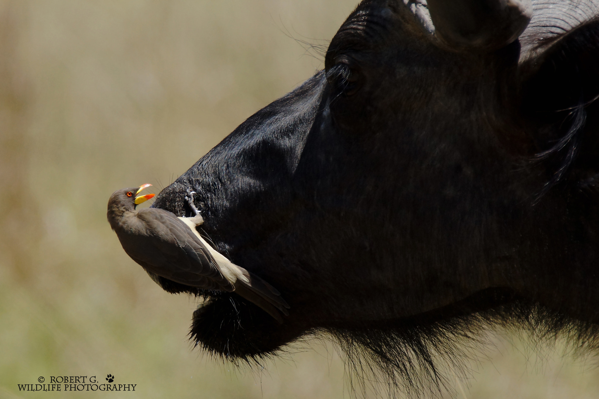 Sony SLT-A77 + Tamron SP 150-600mm F5-6.3 Di VC USD sample photo. Buffalo and oxpecker 2016 photography