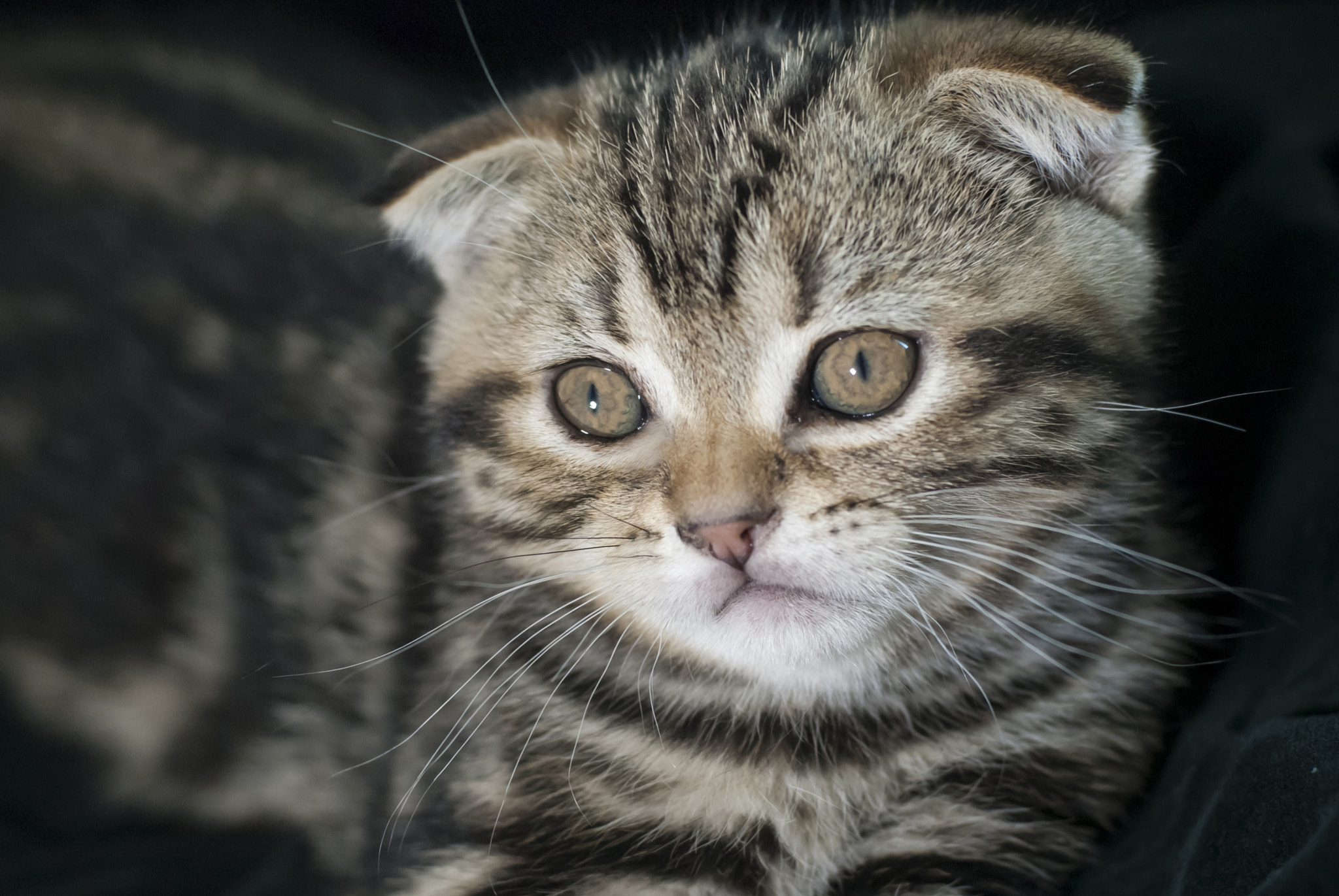 Nikon D200 + Nikon AF Nikkor 50mm F1.4D sample photo. The kitten photography