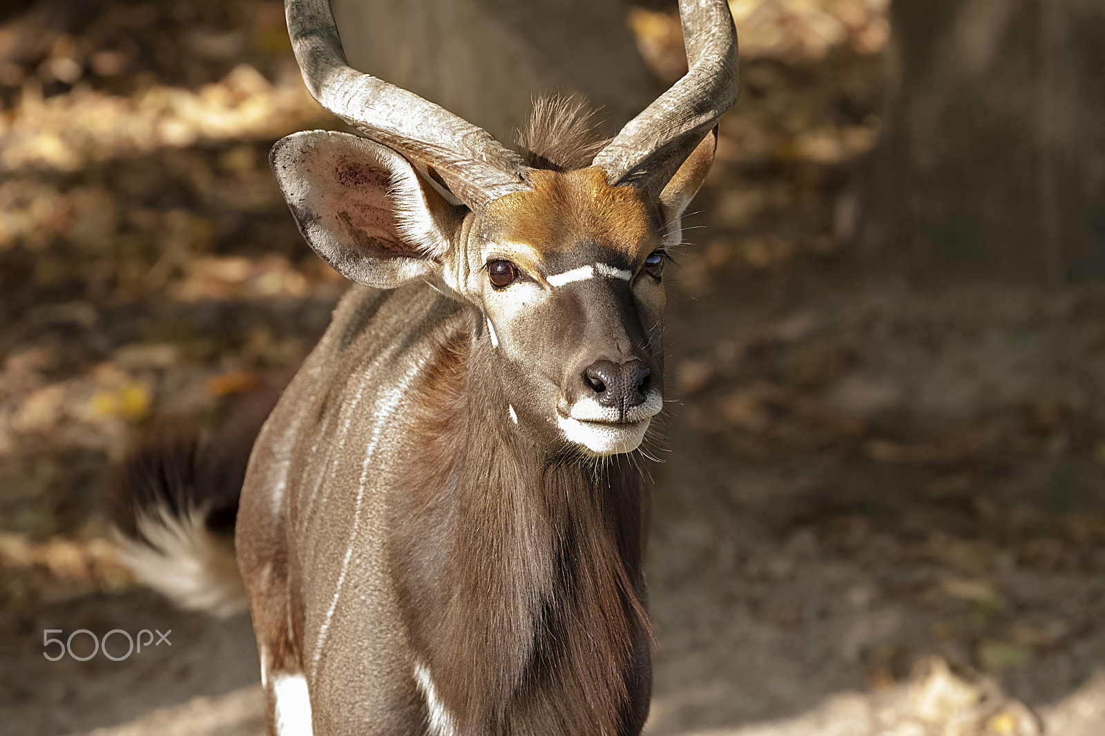 Canon EOS 500D (EOS Rebel T1i / EOS Kiss X3) sample photo. Nyala (tragelaphus angasii) photography