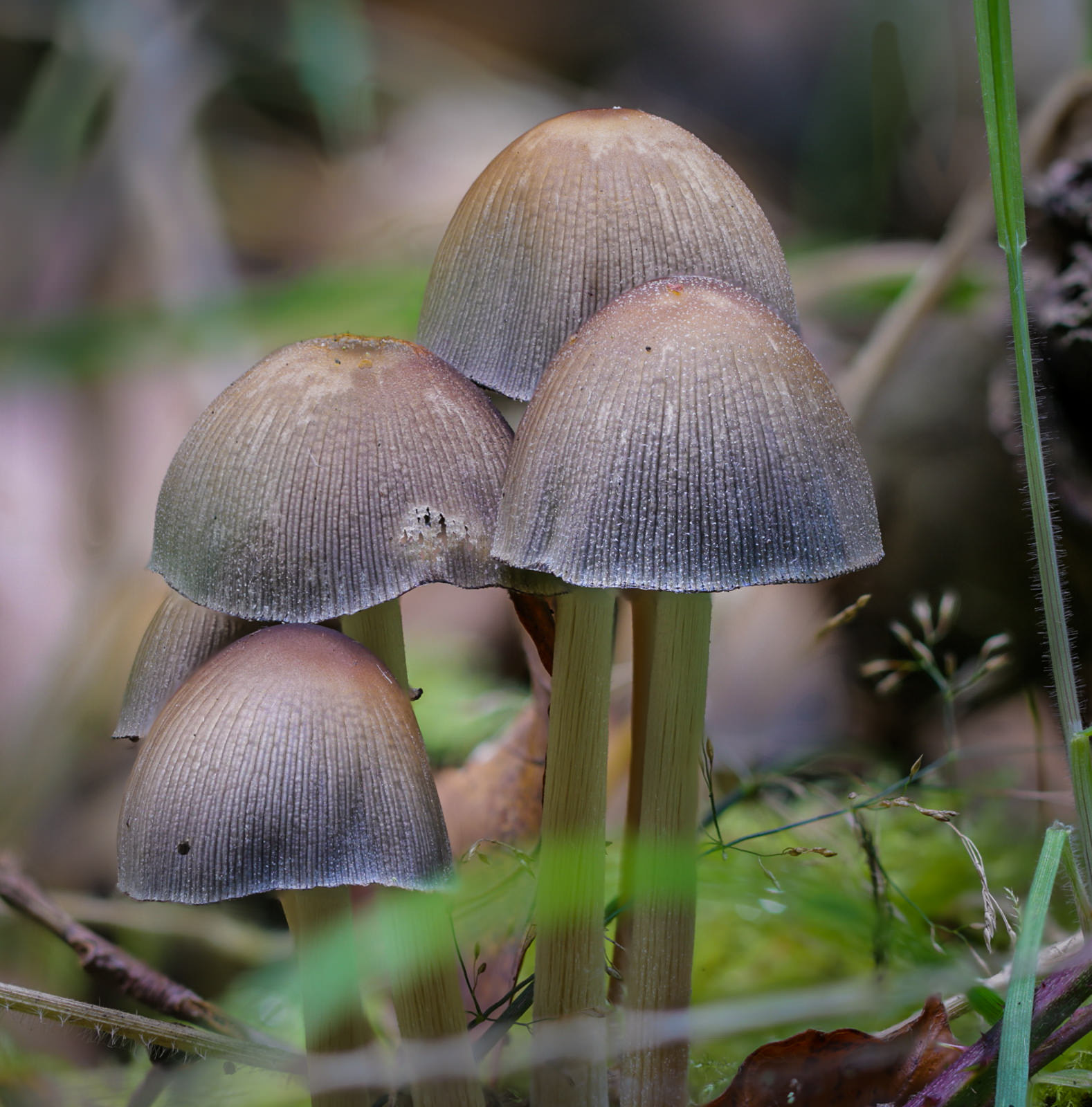 Canon EOS 70D sample photo. Mushrooms photography