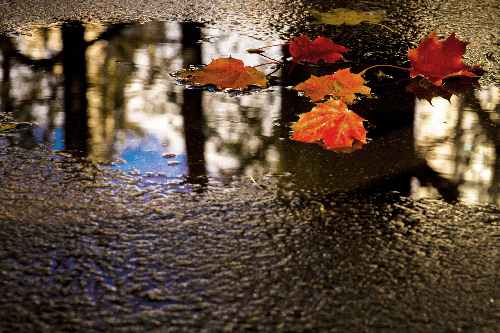 Canon EF 24-70mm F4L IS USM sample photo. Beauty of autumn photography