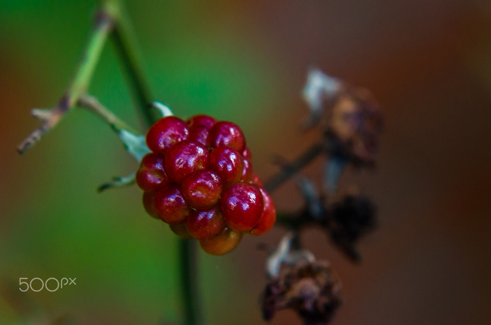 Tamron AF 70-300mm F4-5.6 Di LD Macro sample photo. Blackberry photography