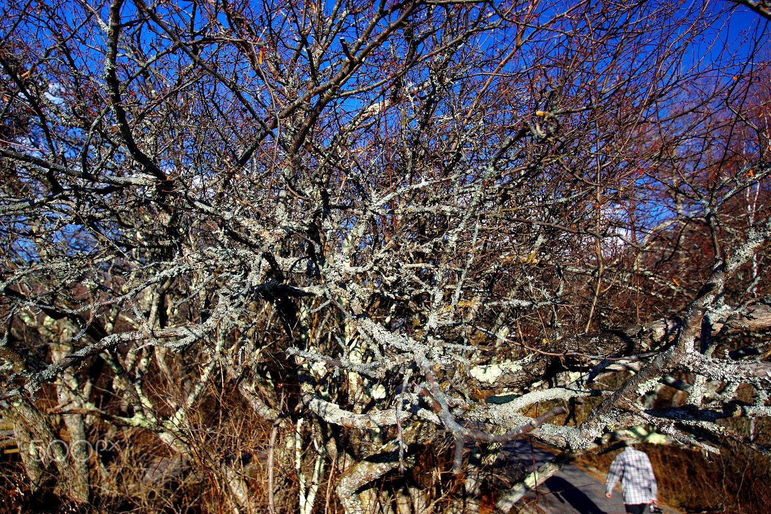 Pentax K-3 sample photo. Wither photography
