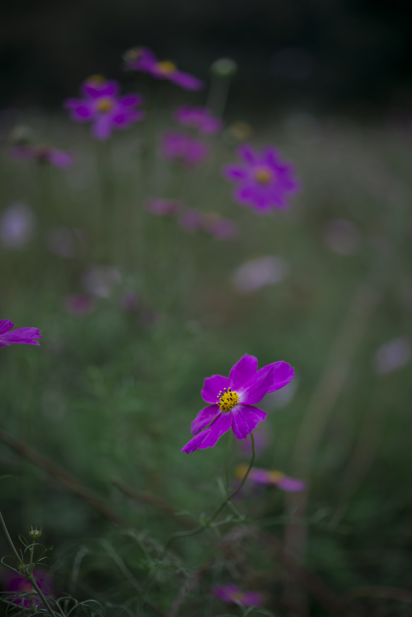 Nikon D800E sample photo. Flowers photography