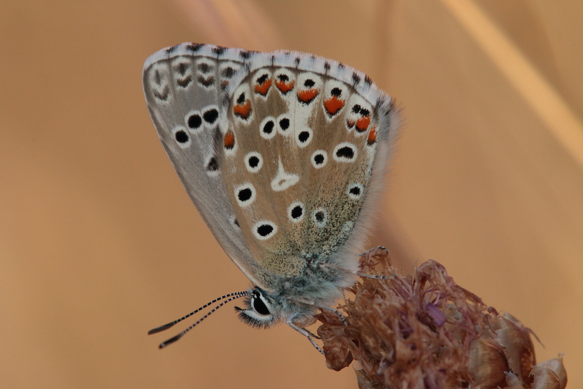 Canon EOS 70D + Tamron SP AF 180mm F3.5 Di LD (IF) Macro sample photo. Common blue photography