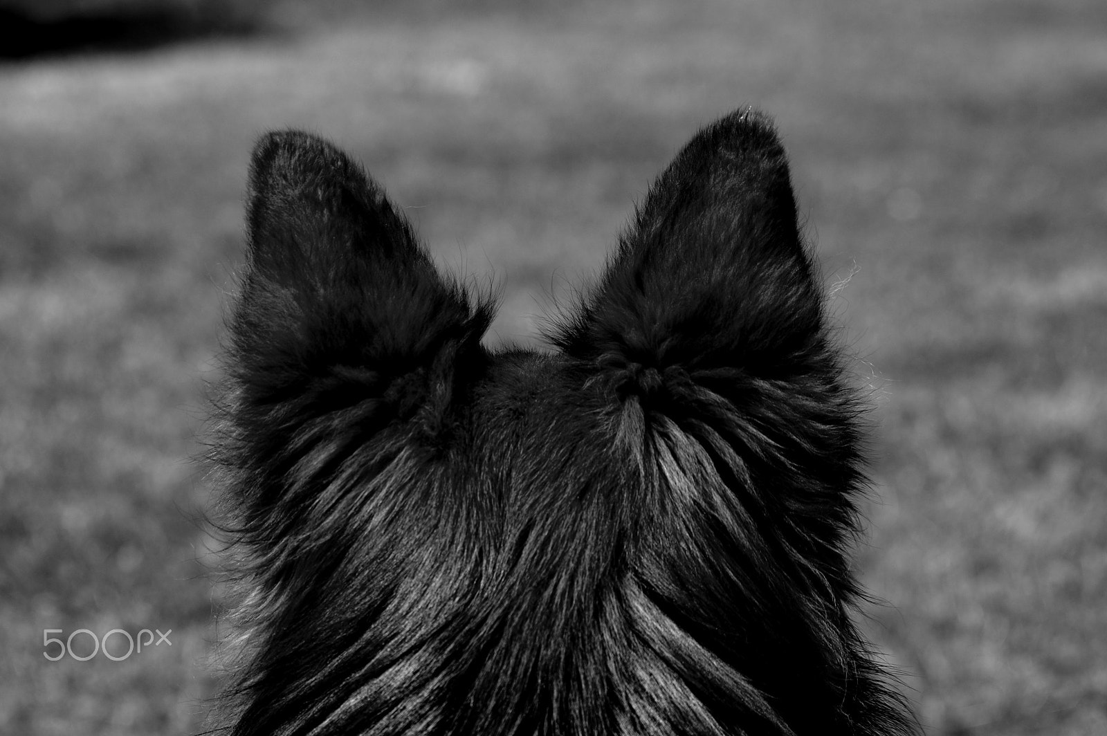 Samsung/Schneider D-XENON 50-200mm F4-5.6 ED sample photo. Diesel photography