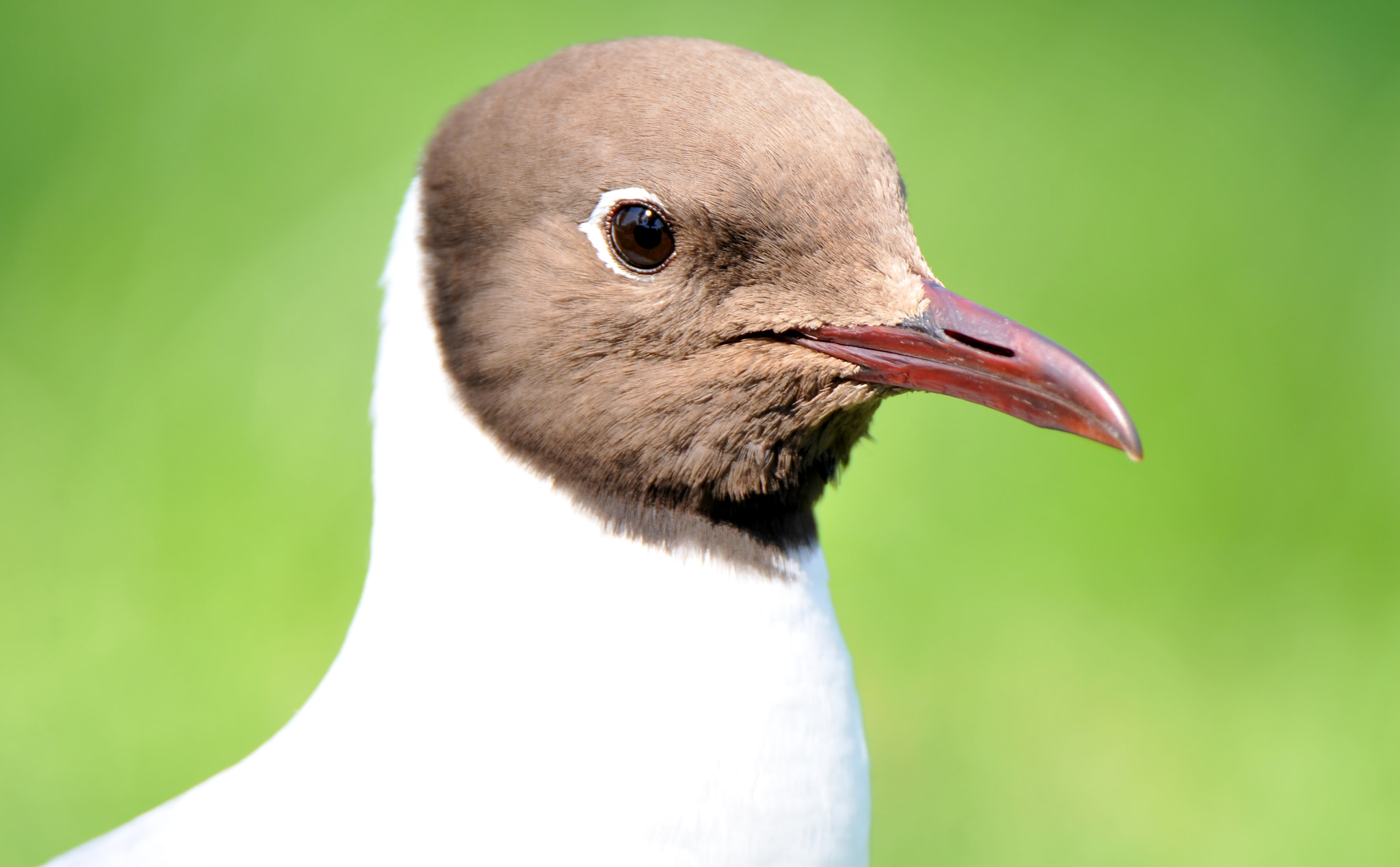 Nikon D300 sample photo. Rudagalvis kiras (lot. larus ridibundus, angl. black-headed gull, vok. lachmöwe) photography