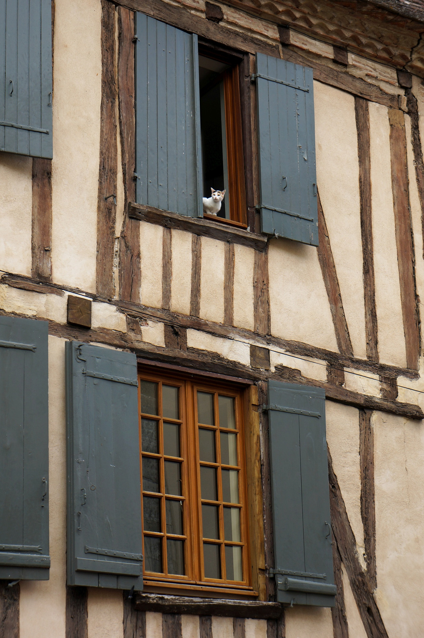 Sony Alpha NEX-6 + Sony E 18-55mm F3.5-5.6 OSS sample photo. Curious cat in bergerac photography
