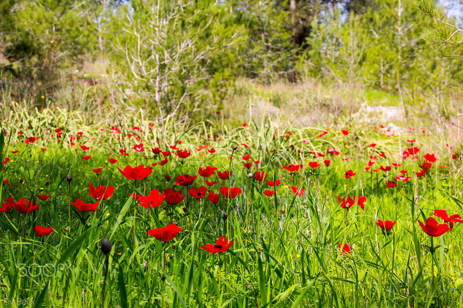 Sigma 18-200mm f/3.5-6.3 DC OS sample photo. Rozes photography